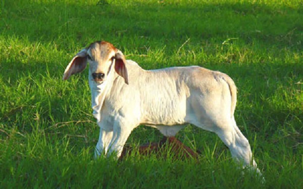 মাঠে বাছুর