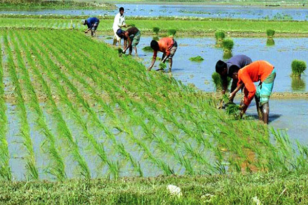 সঠিক পদ্ধতিতে বোরো ধানের চারা রোপণ