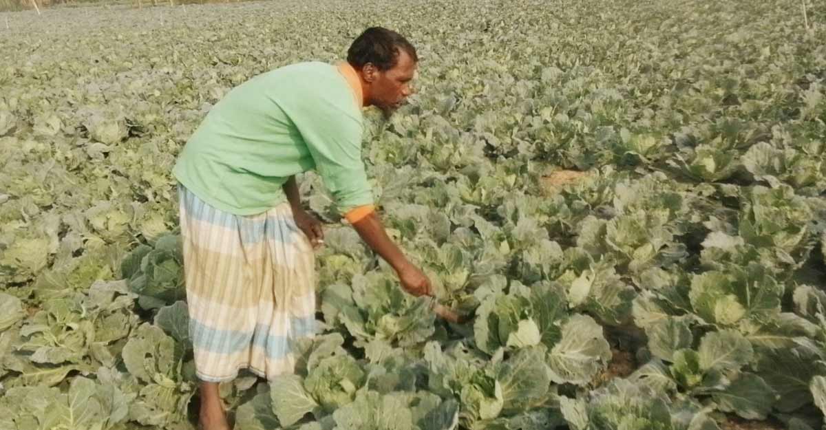 মেহেরপুরে বাঁধাকপি চাষে বাধা হয়ে দাঁড়িয়েছে পোকা
