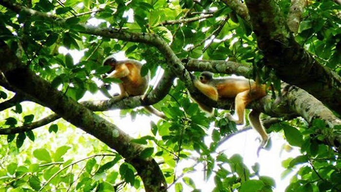 গাছে বিচরণ করছে বাননের দল