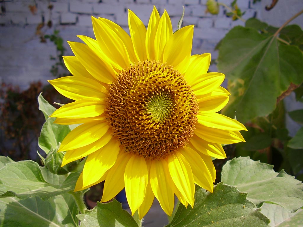সুর্যমুখী চাষ