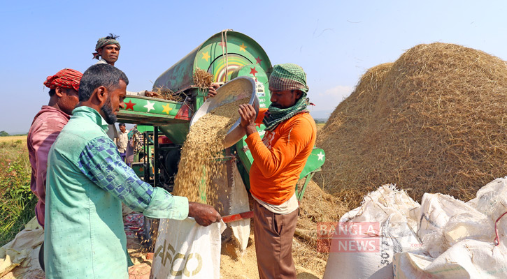 সোনার ধানে ভরে উঠছে কৃষকের গোলা