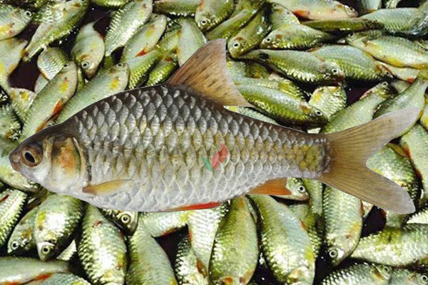 দেশি পুঁটি, পুকুরে চাষ করবেন যেভাবে