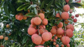 লিচু চাষ