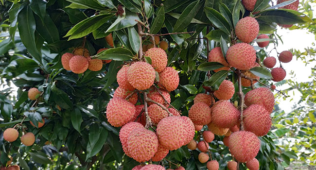 লিচু চাষ