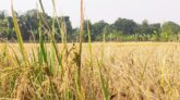 বন্যা সহনশীল ধান ‘এজেড’ দিন দিন জনপ্রিয় হয়ে উঠছে