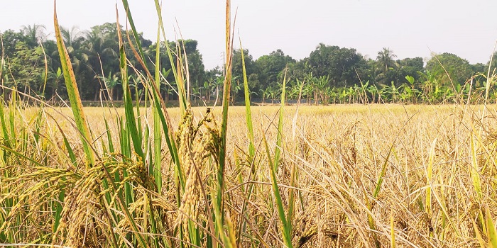 বন্যা সহনশীল ধান ‘এজেড’ দিন দিন জনপ্রিয় হয়ে উঠছে