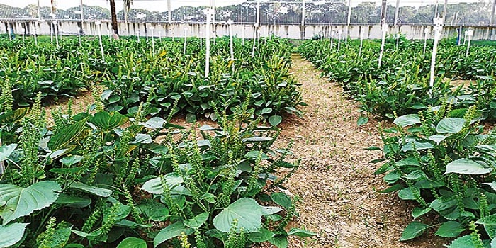 দেশেই চাষ হচ্ছে কোরিয়ান ভোজ্য তেলবীজ পেরিলা