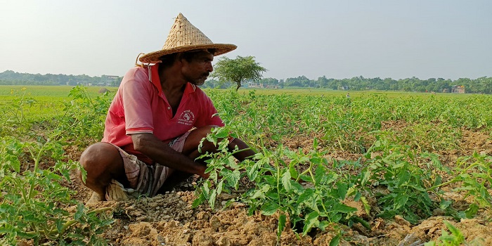 ভাগ্য বদলের আশায় এখনো টমেটো চাষ করেন শফিকুল
