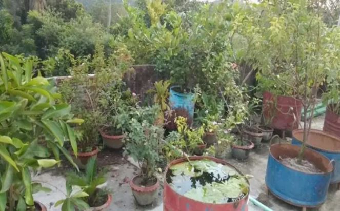 চারঘাটে জনপ্রিয় হচ্ছে ছাদ কৃষি
