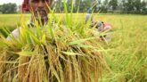 খুলনায় ব্রি ৭৬, ৮৭ জাতের ধানের বাম্পার ফলন