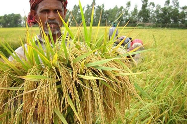 খুলনায় ব্রি ৭৬, ৮৭ জাতের ধানের বাম্পার ফলন