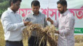 নাটোরে ব্ল্যাক রাইস চাষে ঝুঁকছে কৃষকরা