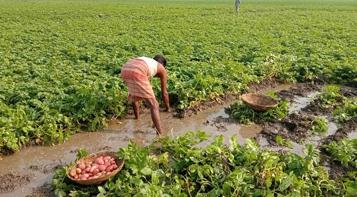 পানির নিচে তলিয়ে গেল কৃষকের স্বপ্ন
