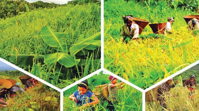 পাহাড়ি কৃষিকে লাভজনক করার উপায়