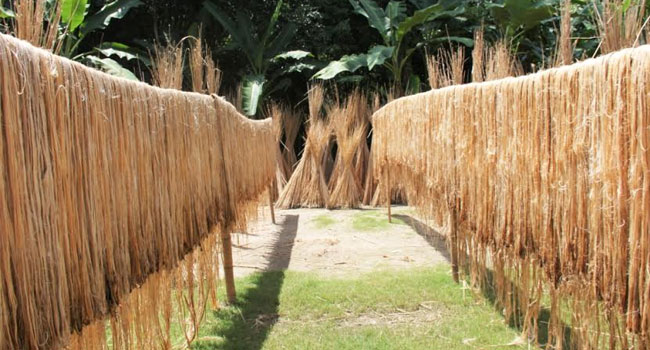 পাট আঁশের উৎপাদন বৃদ্ধির জন্য আমাদের করণীয়