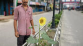 কুষ্টিয়ায় সরিষার বাম্পার ফলন, শহরের রাস্তায় সূর্যমূখি
