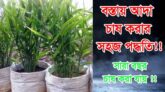 বস্তায় আদা চাষ পদ্ধতি