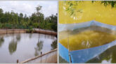 পুকুরের পোকামাকড় দমন করবেন যেভাবে