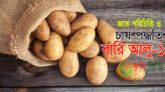 বারি আলু-১