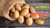 বারি আলু-১০