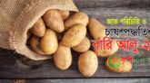 বারি আলু-২