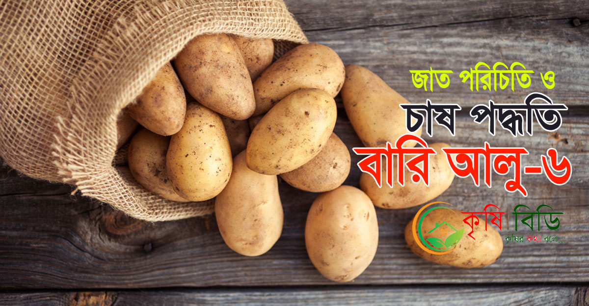 বারি আলু-৬