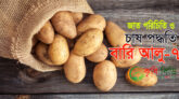 বারি আলু-৭