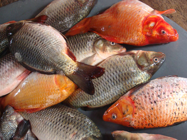 মাছ চাষে ভাগ্য ফিরিয়েছেন সাহাবুদ্দিন