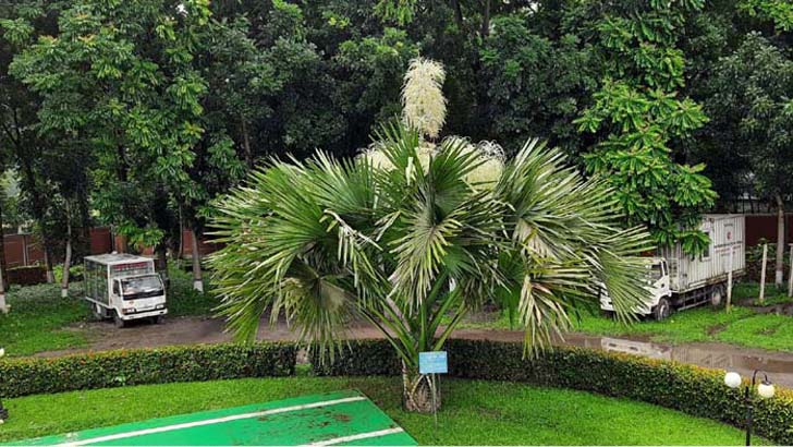 বিলুপ্তপ্রায় উদ্ভিদ তালিপাম