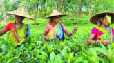 চা শ্রমিকদের দৈনিক মজুরি ১৭০ টাকা নির্ধারণ