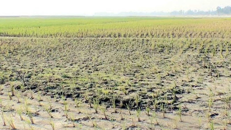 অনাবৃষ্টি-সেচ-সারে অসহায় কৃষক