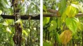 পানের গোড়া পচা রোগ