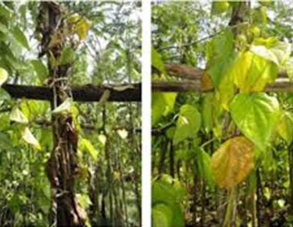 পানের গোড়া পচা রোগ