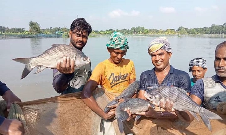 মাছ চাষে বদলেছে গ্রামীণ অর্থনীতি, স্বাবলম্বী হচ্ছেন বেকার যুবকরা