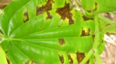 পানের পাতা পচা রোগ