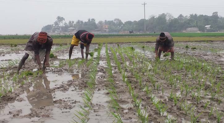 জোরেসোরে চলছে বোরোর চারা রোপণ