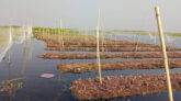 ভূতিয়ার বিলের ভাসমান সবজি চাষে আশার আলো