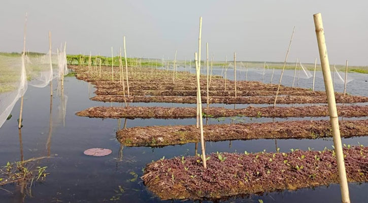 ভূতিয়ার বিলের ভাসমান সবজি চাষে আশার আলো