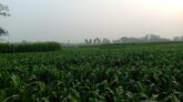 রুপালী বুকে সবুজের সমারোহ!