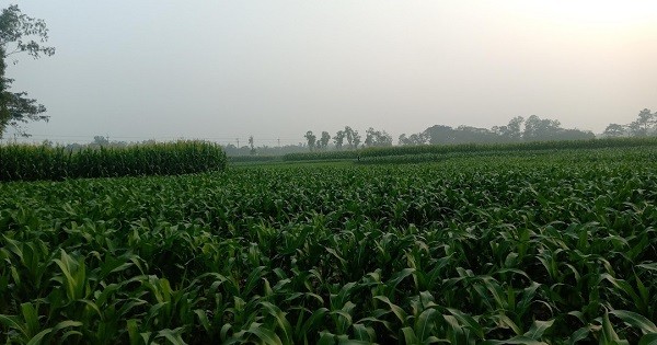 রুপালী বুকে সবুজের সমারোহ!