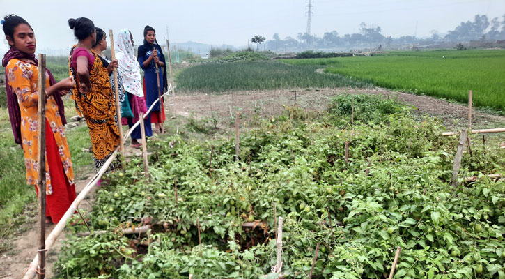 জমি বর্গা নিয়ে ফসল ফলাচ্ছেন একদল হিজড়া