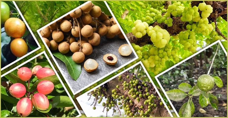 সগৌরবে টিকে থাকুক দেশীয় ফল