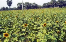 নড়াইলে সূর্যমুখী চাষে লাখ টাকা ঘরে তোলার আশা