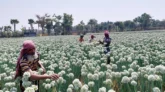 পেঁয়াজের বীজে লাভবান রাজশাহীর চাষিরা