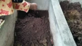 ভার্মি কম্পোস্টে ভাগ্য পরিবর্তন ৩৬ নারীর