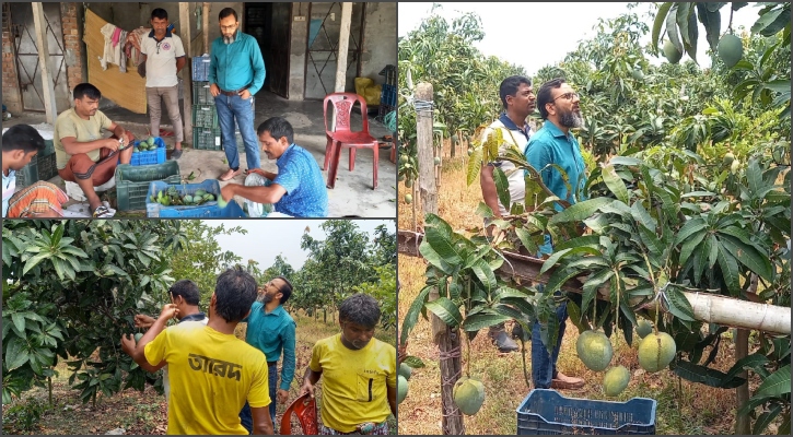 হাঁড়িভাঙ্গা আম গেল সুইডেনে