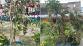 এক আমগাছের দাম ৩০ হাজার টাকা