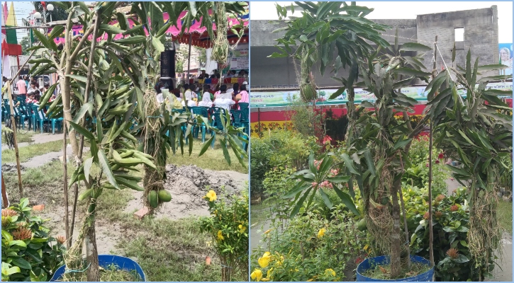 এক আমগাছের দাম ৩০ হাজার টাকা