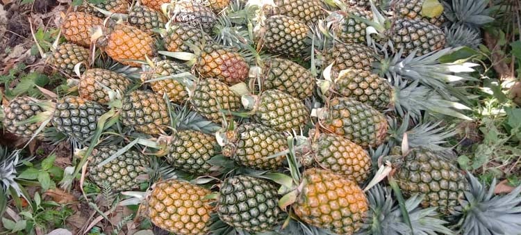 আনারসের ফলন ভালো